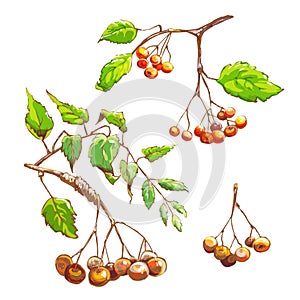 Colorful mountain ash, berries, clusters, set of vector illustrations