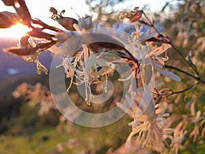 Colorful mountain flowers at sunset in Semenic