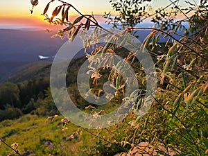 Vistoso montana flores sobre el atardecer en montanas rumania 