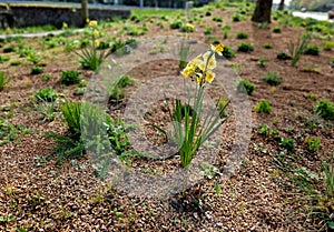 A colorful multi-flowered daffodil on a tall sturdy stem. The more sun, photo