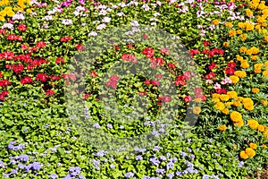 Colorful multi flowers