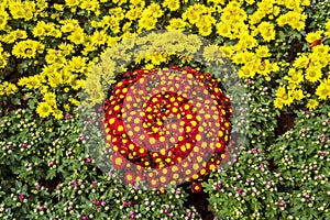 Colorful multi flowers