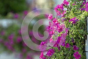 Colorful multiflora petunias in an wooden planter window box