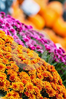 Colorful Mum or Chrysanthemum flowers for sale