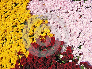 Colorful Mums