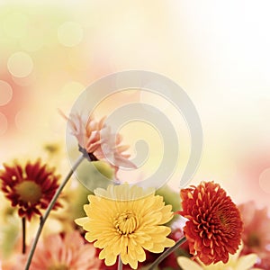 Colorful mums flowers on warm bokeh background