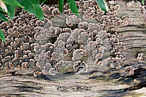 A colorful mushroom colony growing on flat wooden surface - trametes versicolor - turkey tail