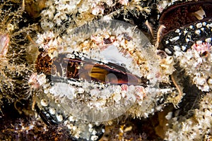 Colorful mussels on a reef in California