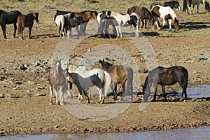 Colorful Mustangs at a Water Hole