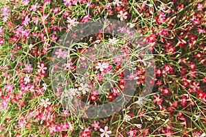 Colorful muti floral blooming in garden top view for natural background photo