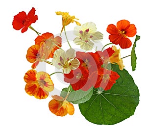 Colorful Nasturtium Flower