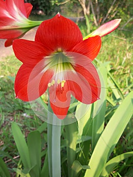 Vistoso jardín flor rosa lirio 