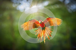 Colorful, natural hybrid form Ara macao x Ara ambigua, rare parrot, flying directly at camera with outstretched wings.