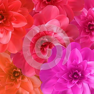 Colorful naturalistic blossoming pink, orange, red camellia flower on pattern background. Vector Illustration