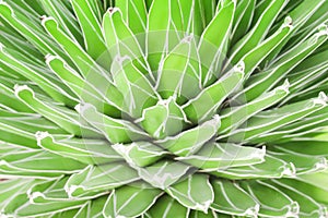 Colorful nature green cactus flowers blooming with line white edge in many layer patterns