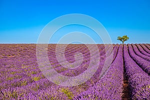 Colorful nature landscape. Summer lavender flowers with lonely tree in panoramic view