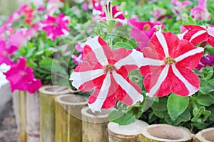 Colorful nature patterns of red or pink petunia flowers with white striped blooming in garden