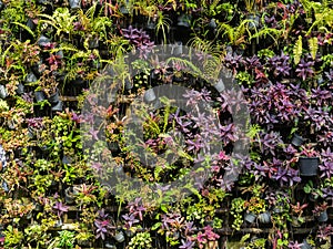 Colorful nature plant wall pattern background