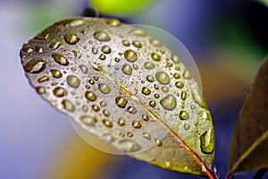 Colorful nature. Raindrops on a waxy leaf