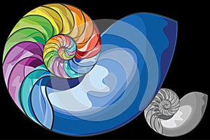 Colorful nautilus shell