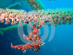 Colorful neck crab on coral in the Carribbean Sea, Roatan, Bay Islands, Honduras photo