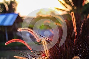 Colorful needle grass flowers field, blooming with reflection light from sunset in the evening nature background