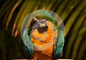 Colorful Neotropical Parrot Sitting on a Perch