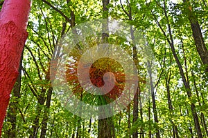 Colorful nest on the painted tree in The Colorful Forest or Padurea Colorata from Poienari, Romania