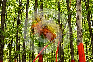 Colorful nest on the painted tree in The Colorful Forest or Padurea Colorata from Poienari, Romania