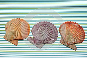 Colorful noble scallop shell