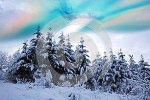 Colorful northern lights in winter forest.