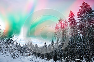 Colorful northern lights in winter forest.