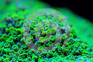 Macro on Nuclear Green Cyphastrea SPS coral