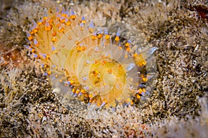 Colorful nudibranch in California