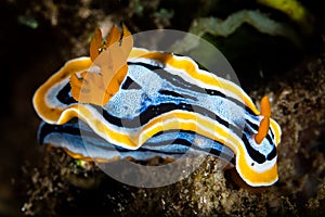 Colorful Nudibranch in Raja Ampat