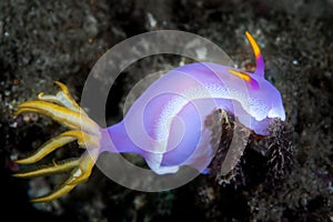 Colorful Nudibranch on Seafloor in Indonesia photo