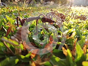 Colorful nuts on the grassland with moring sunlight