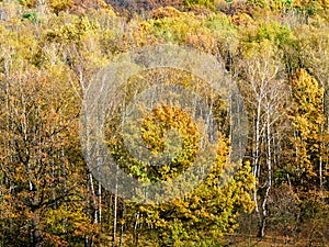 Colorful oak and birch trees at forest clearing