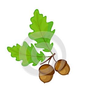 Colorful oak brunch with leaves and acorns. Vector illustratio i