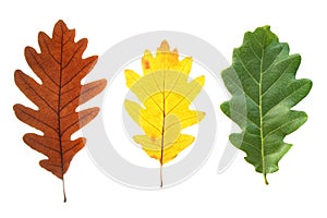 Colorful oak leaves