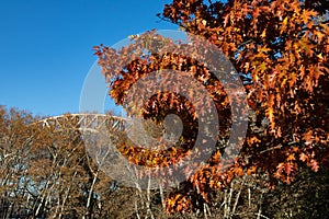 Colorful Oak Tree during Autumn at Astoria Park in Astoria Queens New York