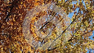 Colorful oak tree forest. Fall season in the park