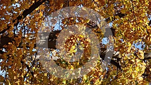 Colorful oak tree forest. Fall season in the park