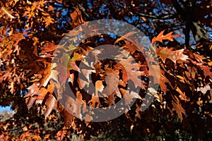 Colorful Oak Tree Leaves on a Branch during Autumn at Astoria Park in Astoria Queens New York