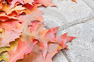 Colorful Oak Tree Leaves Closeup