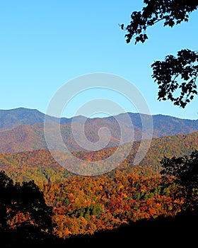 Colorful October fall foliage along the Blueridge Parkway of North Carolina