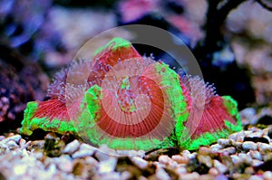 Colorful Open brain sp. LPS coral in reef aquarium tank