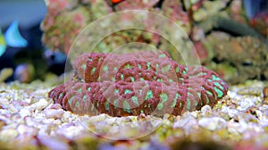 Colorful Open brain sp. LPS coral in reef aquarium tank