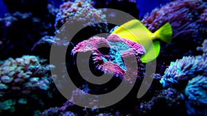 Colorful Open brain sp. LPS coral in reef aquarium tank