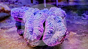 Colorful Open brain sp. LPS coral in reef aquarium tank